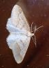 Agriopis marginaria